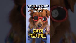 강아지 하임리히법 #강아지 #반려견 #강아지하임리히법