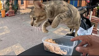 Today feed homeless grey cat in pagoda.