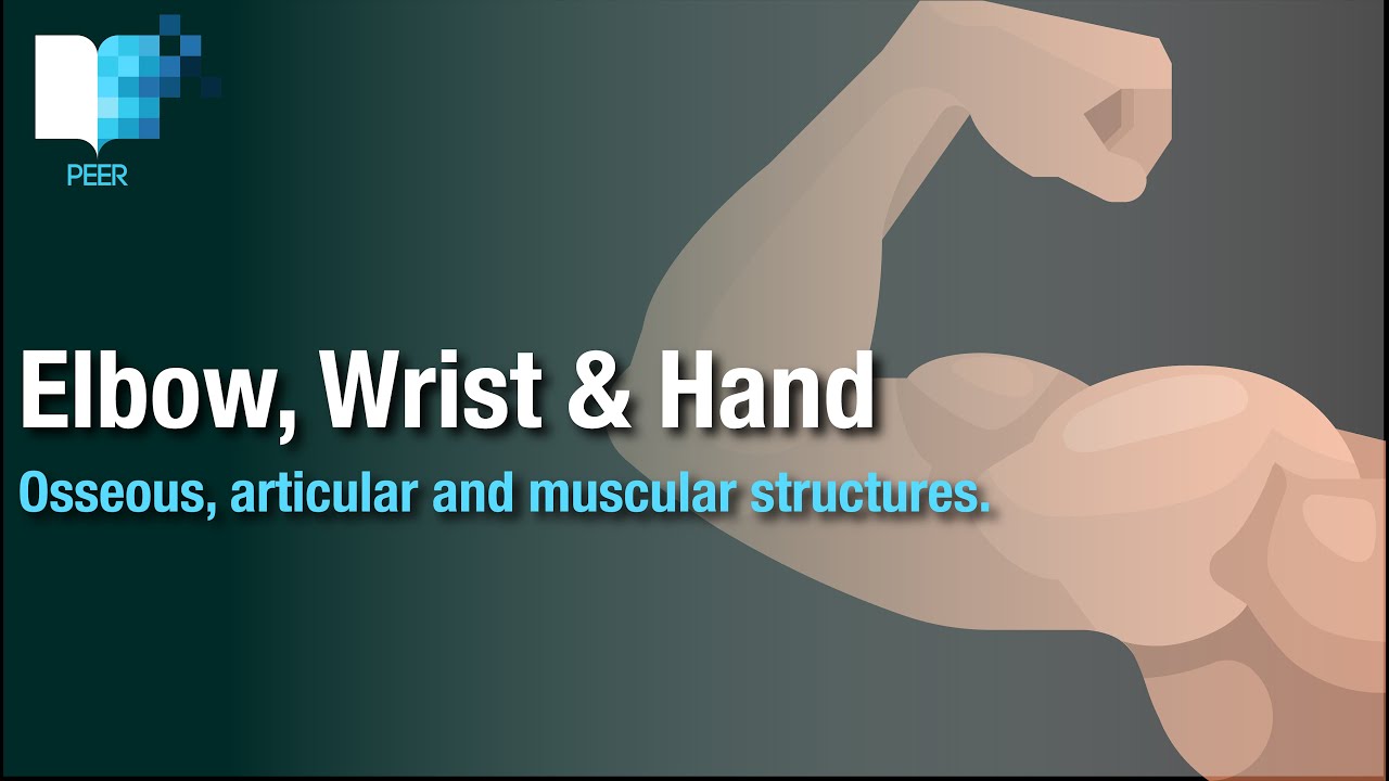 Wrist & Hand, Elbow / Wrist / Hand