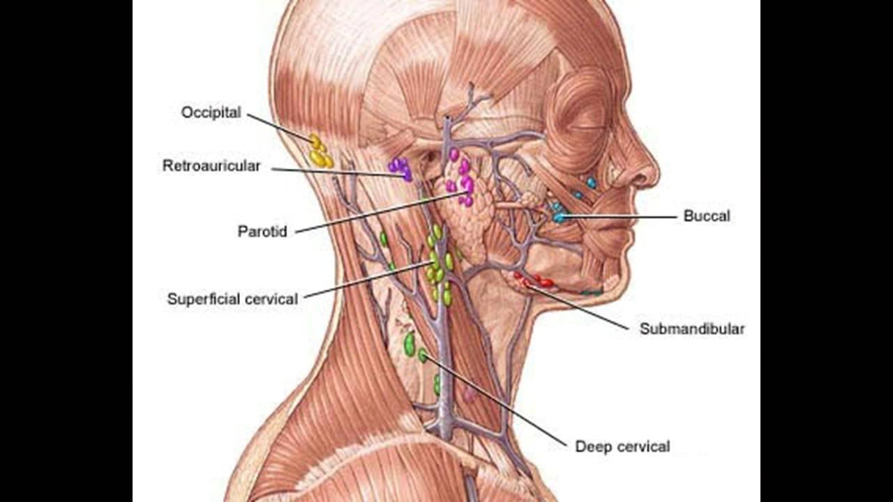 На шее лимфоузлы где расположены у человека. Подчелюстные лимфоузлы анатомия. Схема лимфоузлов на шее. Регионарные шейные лимфоузлы. Шейные лимфоузлы анатомия.