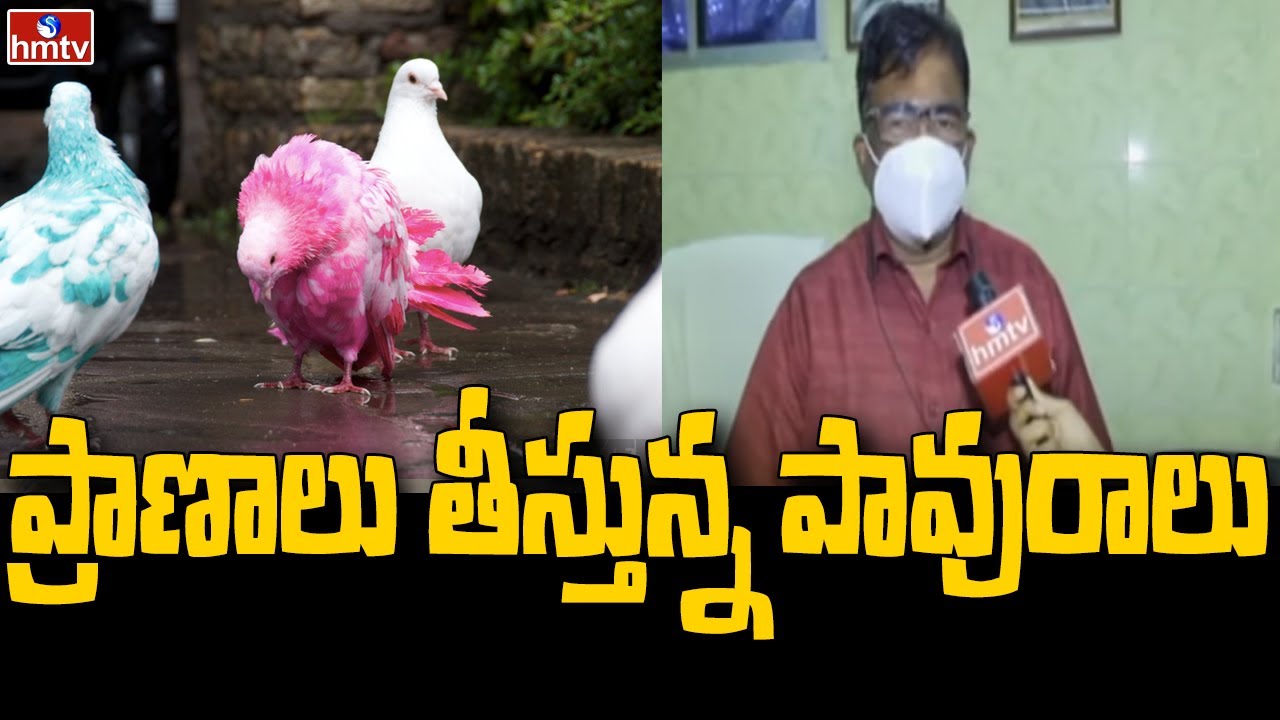 ప్రాణాలు తీస్తున్న పావురాలు | Special Report On Pigeons Diseases | hmtv