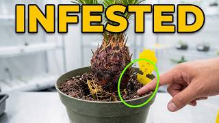 Saving my baby palm tree from gnats - part 2