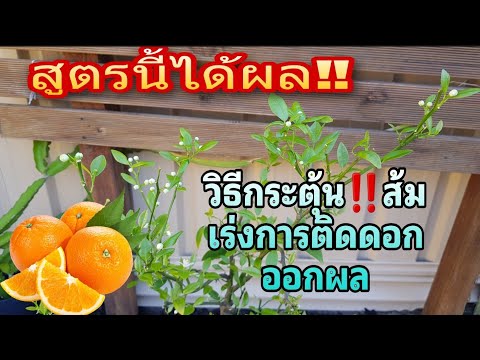 วีดีโอ: ข้อมูลส้มแมนดาริน - เคล็ดลับในการปลูกส้มแมนดาริน