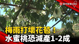 梅雨打壞花苞！拉拉山水蜜桃恐減產1-2成 @globalnewstw