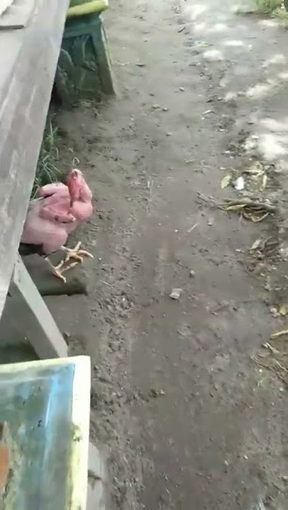 AYAM BUGIL 😂😂😂