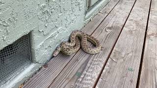 Gopher Snake mimics a Rattlesnake by flattening its head, shaking tail and hissing!
