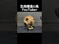 【大食い犬ASMR】パパからもらった生肉を豪快に爆食いする愛犬 飯テロ/MUKBANG Dog eats raw meat bones　#shorts