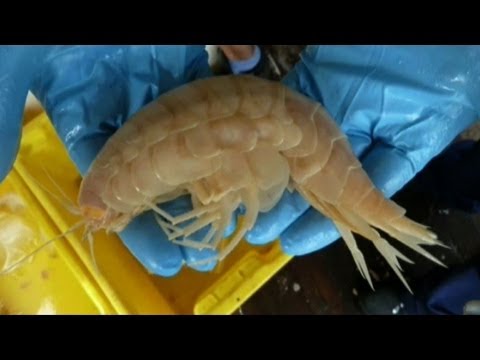 اكتشاف حيوان جديد من فصيلة القشريات