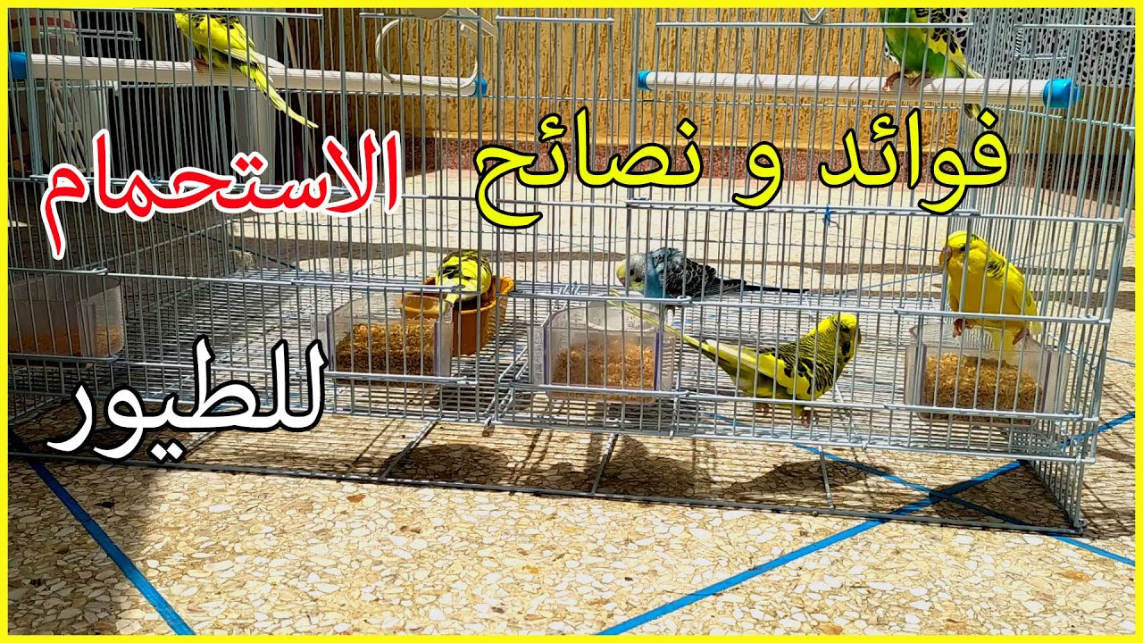 🐤(فوائد و نصائح حول🛁إستحمام طيور الزينة (طيور الحب🙌