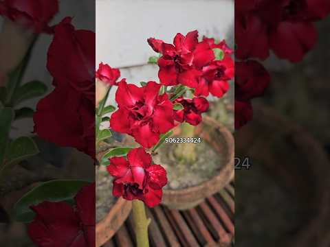 wholesale desert rose