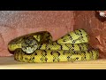 Top 10 most Snakes types of srilanka \Snake in the world \How to snake moment \Amazing snakes videos