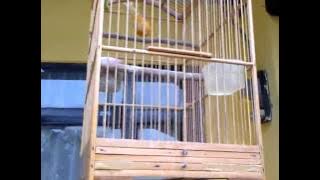 Download Suara Masteran Kenari MP3