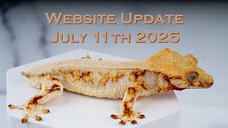 Geckos For Sale!! July 11th 2025