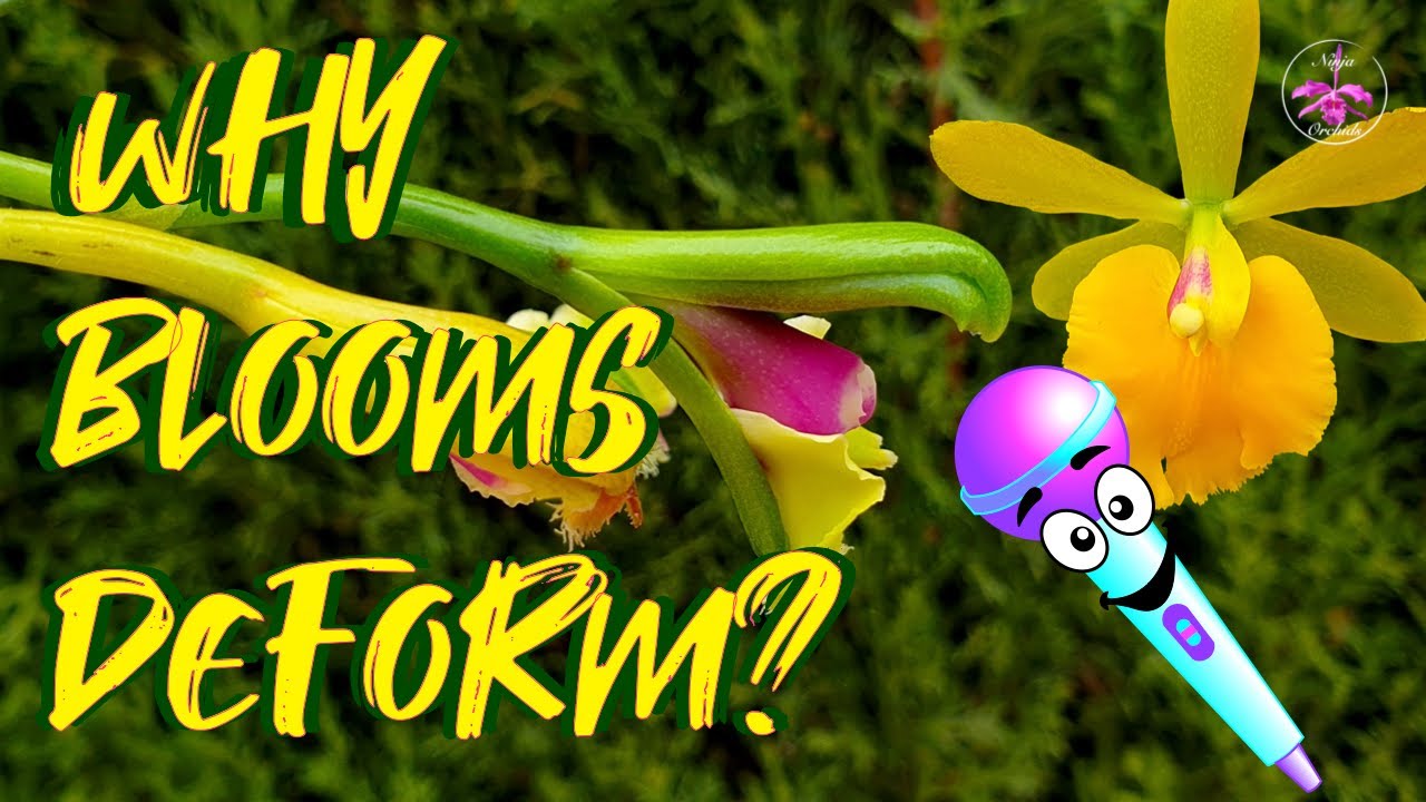 🎤Why Orchid Blooms Bloom Deformed? How to avoid Deformed Orchid Blooms