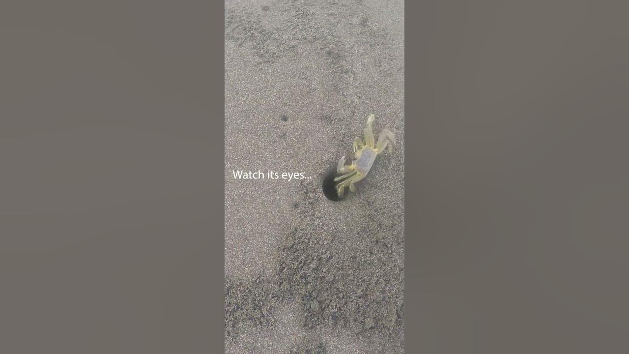 Crabs eyes MOVE independently on their eye stalks YouTube