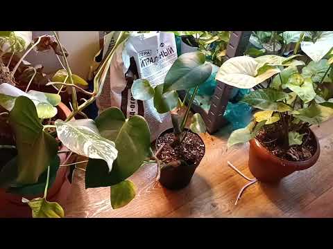 Будни цветовода: черенкую, рассаживаю.