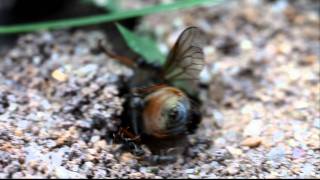 Муравьи разделывают слепня (ants dress gadfly) — HD Муравьи разделывают слепня (ants dress gadfly) — HD