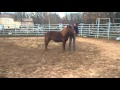 Iris 20 ans ponette en rééducation
