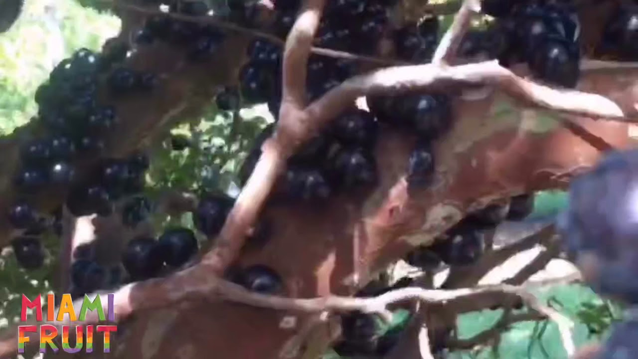 Where does fruit come from?