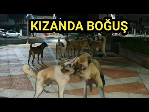 İRİ KÖPEK DALDIĞINA PİŞMAN OLDU HANÇER VE HAYDUT HADDİNİ BİLDİRDİ. 9 Haziran 2023