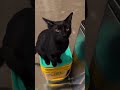 Laughing Cat bites gently - Trending 2026 🤣 Watch Again!