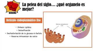 1.3.1. Función del retículo  endoplasmático liso y rugoso_Canche Lopez