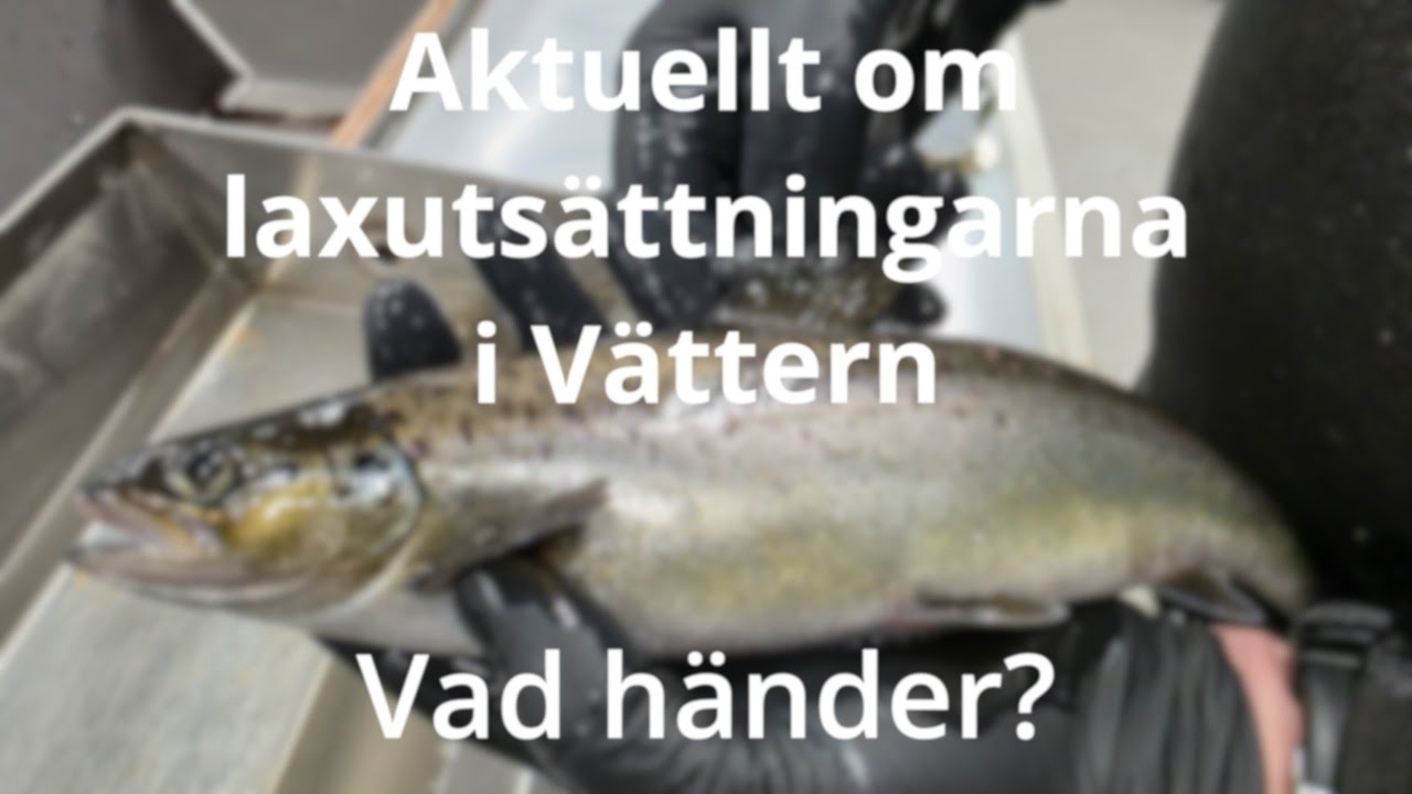 Finns det någon fisk att sätta ut och vems ansvar är det? Många frågor men hur lyder svaren?