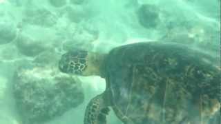 Turtle #1