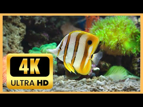 AMAZING BEAUTIFUL COLORFUL FISH IN THE SEA AND IN AQUARIUMS, SHARKS, GOLDFISH, BIG FISH