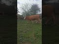 Taze taze köy videosu 🐄😃