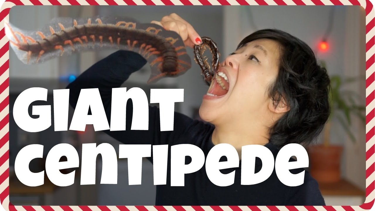 Giant CENTIPEDE | Day 4 BUGMAS 2016: a bug eating countdown to Christmas | emmymade