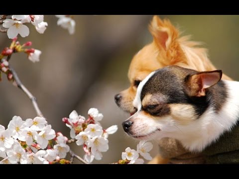 Video: Tại Sao Chihuahua Lại Run Sợ