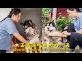 大王洗澡吃肉肉的一天【阿盆姐家的大王】