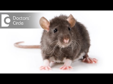 Video: Bär råttor på rabies?