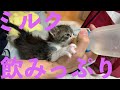 【28秒猫】保護子猫の飲みっぷり