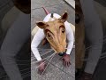 Have you seen buddytherat in person newyork doyourthing