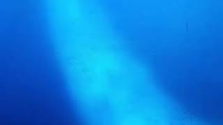 Finding Nemo grab shell dude