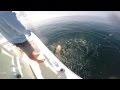 Red Snapper Season - Sight Fishing BIG Snapper