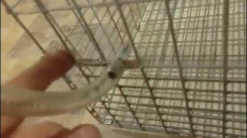 Rabbit Water Feeders installation , rabbit nipples, automatic water nipples, Drinker bunnyrabbit