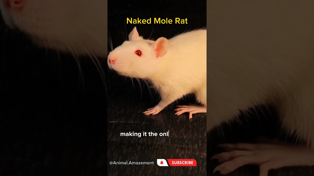 Naked Mole Rat 