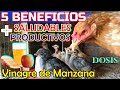 ▶ Descubre todo lo que el VINAGRE DE MANZANA 🍎 hace por las Gallinas 🐔 y 🐥🐤 | Soluciones Naturales