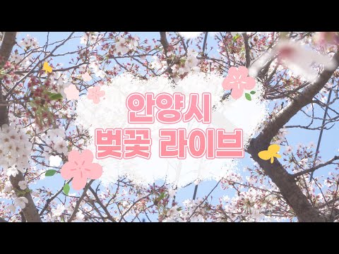 🌸안양시 벚꽃라이브 하이라이트🌸｜feat. 기봉, 도리토리, A.S.H