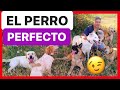 ¿Qué es un PERRO PERFECTO? 🟢 ► ¿Cómo TENER un PERRO PERFECTO? [CONSÍGUELO] 👍