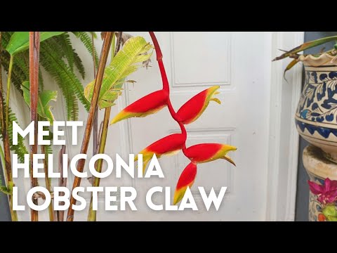 Video: Informații despre plante Heliconia - Cum să crești o plantă cu gheare de homar