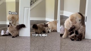 Sassy Cat Loves On Dog