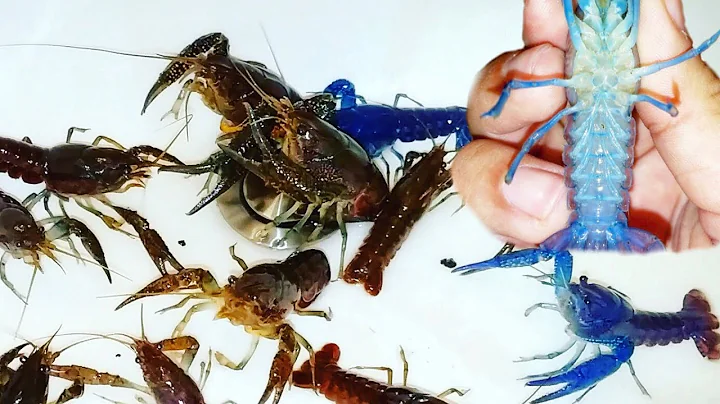 🦞 Blauer Flusskrebs oder weiblicher Crawfish? So erkennst du den Unterschied!