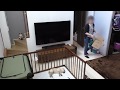 家に帰ってきたら ラブラドールの子犬が寝ていた / 生後49日 Labrador retriever チャピーの成長日記 #02