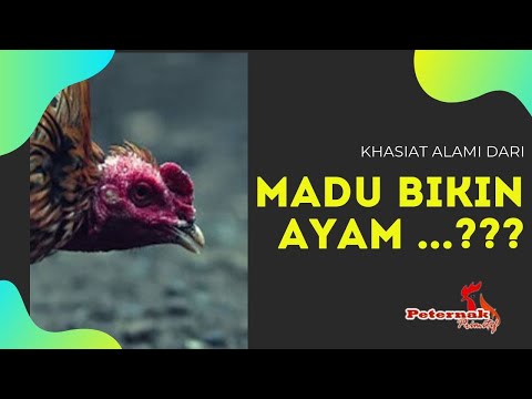 Video: Ayam Cina Dengan Madu Agaric