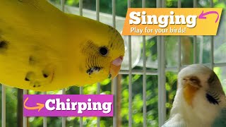 Budgies Chirping Singing and Relaxing! *Play for your CUTE Parakeets!* by Birds and Friends 5,877 views 1 year ago 1 hour, 18 minutes