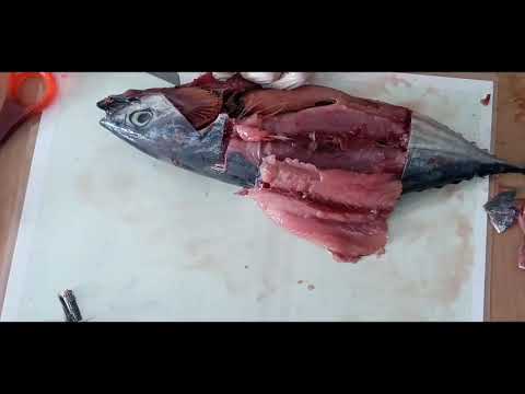 Video: Kes Pembedahan Ikan Yang Menakjubkan
